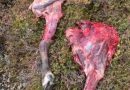 Des carcasses de caribous sur le sol.