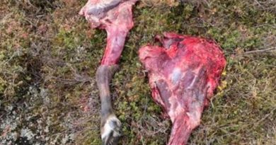 Des carcasses de caribous sur le sol.