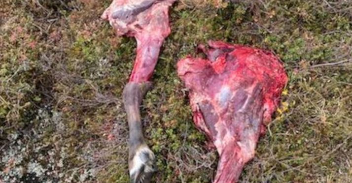 Des carcasses de caribous sur le sol.