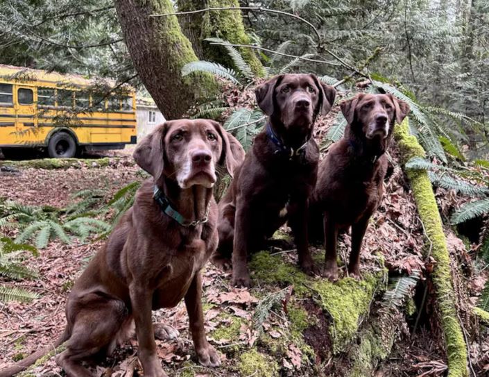 Trois chiens détecteurs de stupéfiants. 