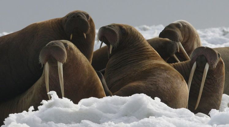 Des morses sur une banquise.