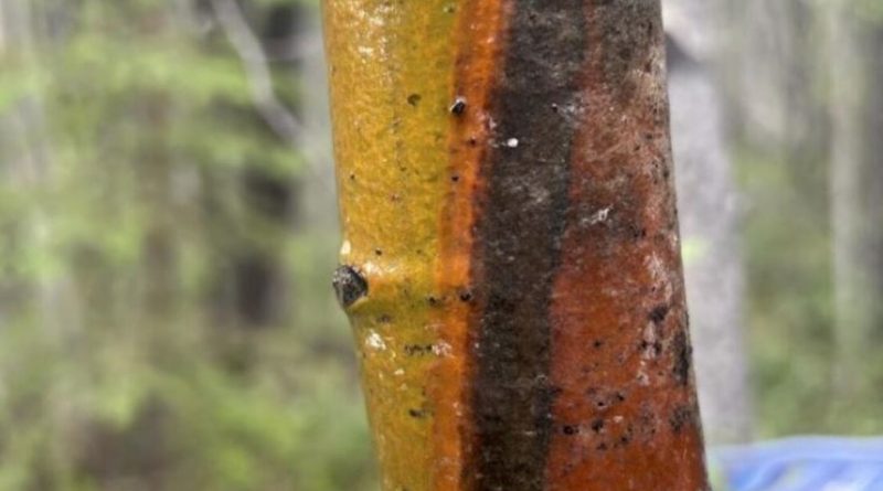 Le tronc d'un peuplier faux-tremble coloré par la maladie du chancre diffus.
