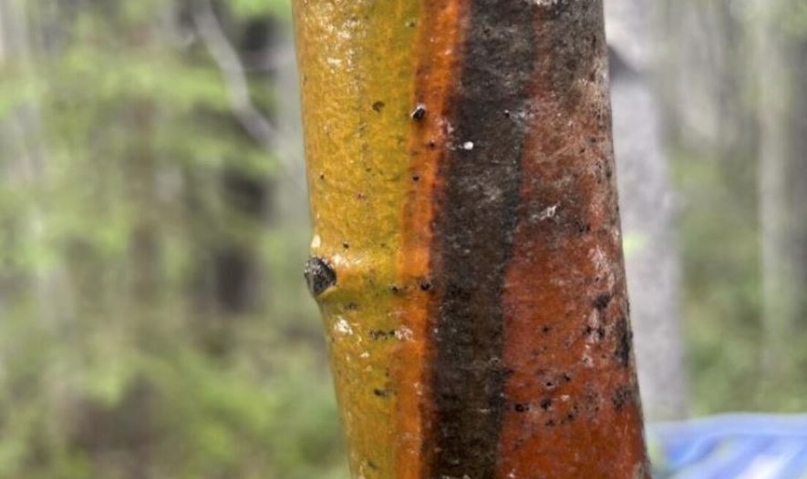 Le tronc d'un peuplier faux-tremble coloré par la maladie du chancre diffus.
