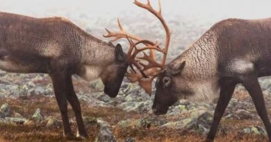 Deux caribous s'affrontent.