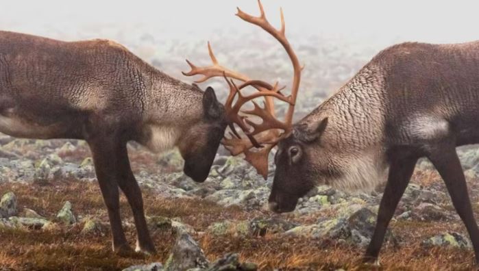 Deux caribous s'affrontent.