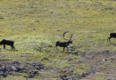 Pas de chasse au caribou pour la nation crie