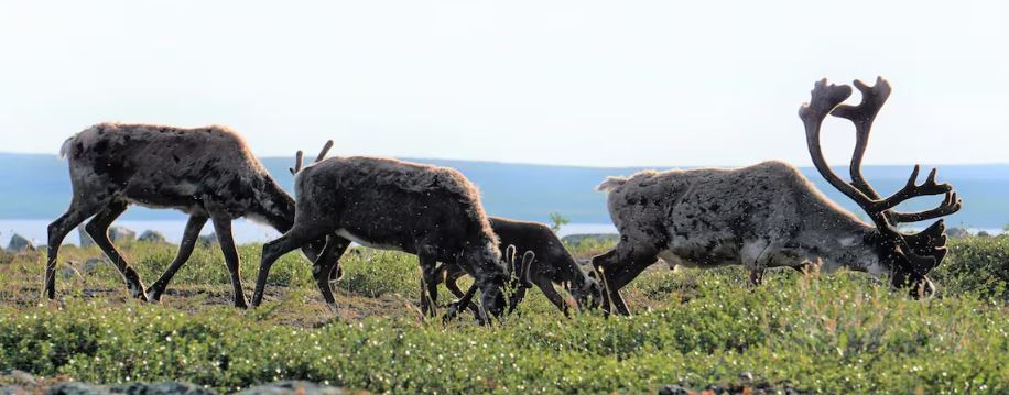Des caribous de la harde de Bathurst en train de brouter au bord d'un plan d'eau.