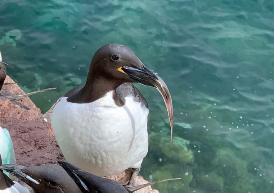 Un guillemot à bec épais se tient sur une pierre, près d'un cours d'eau.