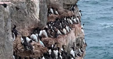 Une colonie de guillemots nichant dans l'Arctique, dans les Territoires du Nord-Ouest.