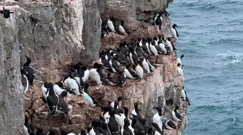 Une colonie de guillemots nichant dans l'Arctique, dans les Territoires du Nord-Ouest.