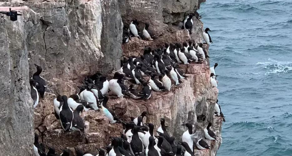 Une colonie de guillemots nichant dans l'Arctique, dans les Territoires du Nord-Ouest.