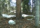 Un lièvre blanc dans une forêt déneigée.