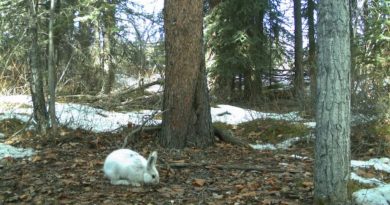 Un lièvre blanc dans une forêt déneigée.