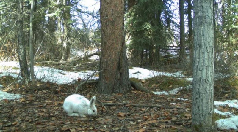 Un lièvre blanc dans une forêt déneigée.