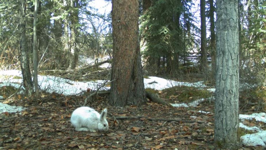 Un lièvre blanc dans une forêt déneigée.
