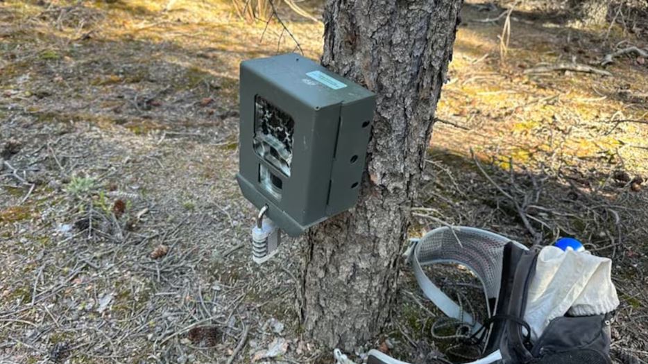 Le piège photographique accroché à un arbre.