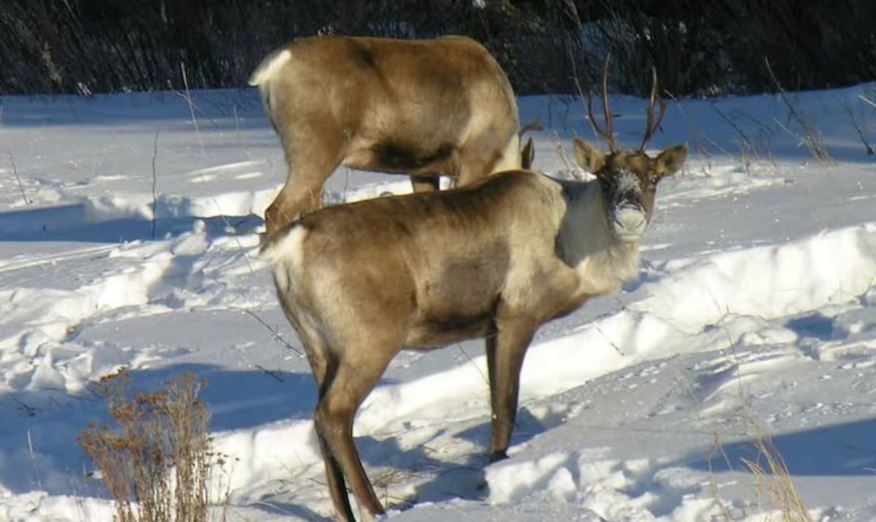 Un caribou Finlayson dans la neige.