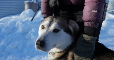 Un chien avec sa propriétaire.