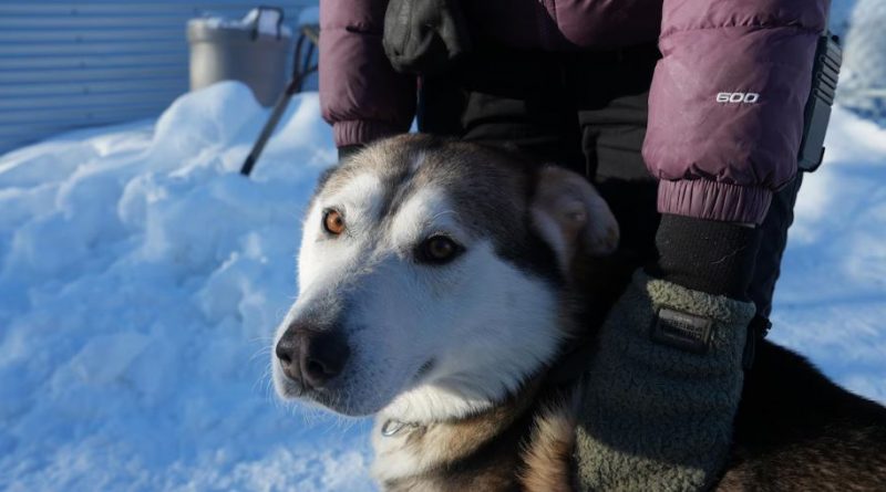 Un chien avec sa propriétaire.