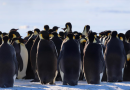 Antarctique : le manchot empereur est officiellement une espèce « en danger »