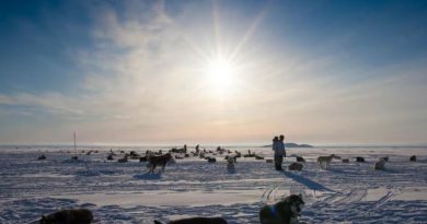 Des dizaines de chiens couchés dans la neige sous un paysage ensoleillé.