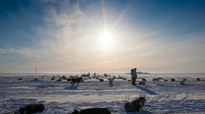 Des dizaines de chiens couchés dans la neige sous un paysage ensoleillé.