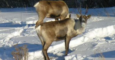 Deux caribous paissent dans la neige.