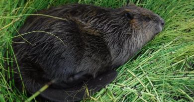 Un castor est couché dans l'herbe.