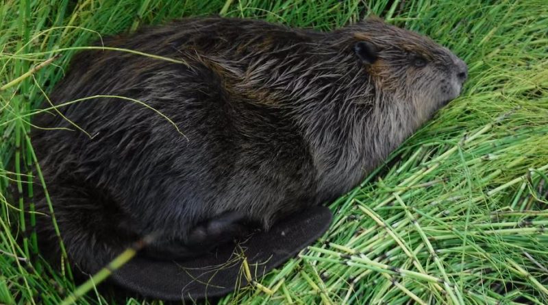 Un castor est couché dans l'herbe.