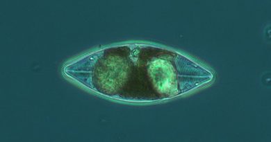 Un phytoplancton photographié au microscope.