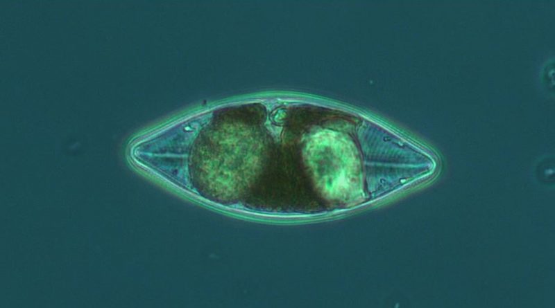 Un phytoplancton photographié au microscope.