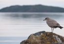 Un oiseau sur une roche devant un lac en arrière plan