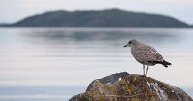 Un oiseau sur une roche devant un lac en arrière plan