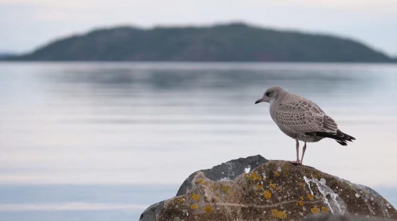 Un oiseau sur une roche devant un lac en arrière plan