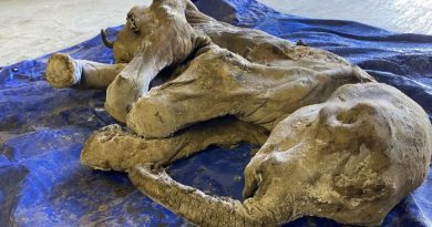Une image du bébé mammouth à peu près intact.