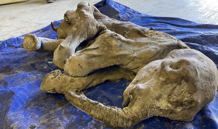 Une image du bébé mammouth à peu près intact.