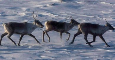 Des caribous avancent dans la toundra.