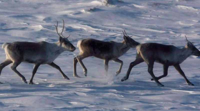 Des caribous avancent dans la toundra.