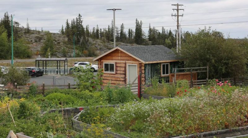 Une photo de la cour de l’école Weledeh à Yellowknife montrant une cabane nichée parmi des plates-bandes garnies de végétation.