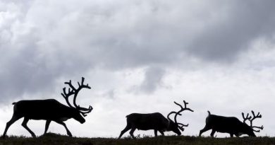 Photo d'archives de rennes dans le nord de la Russie en 2015.