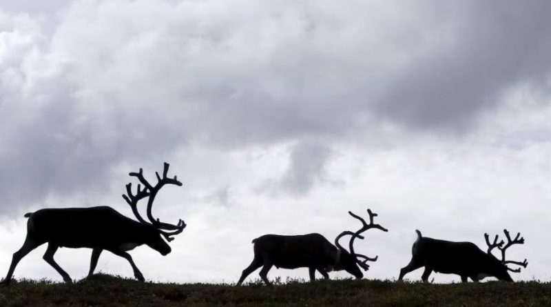Photo d'archives de rennes dans le nord de la Russie en 2015.