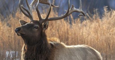 Un wapiti