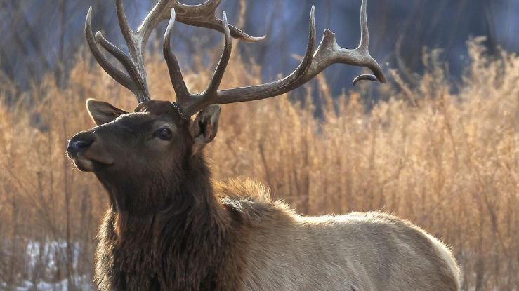 Un wapiti