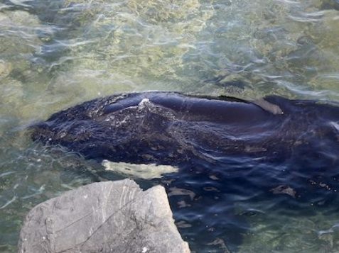 Whale Point/Facebook/CBC