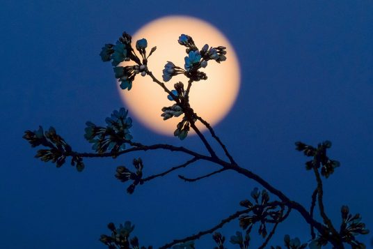AP Photo/J. David Ake