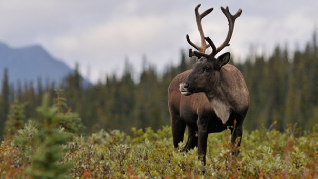 (Parks Canada)