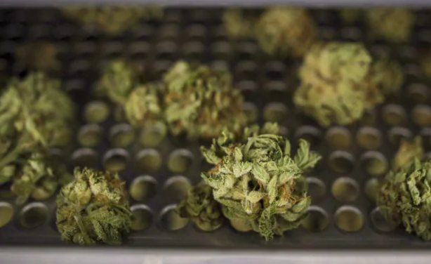你合法、我降价：黑市大麻真便宜