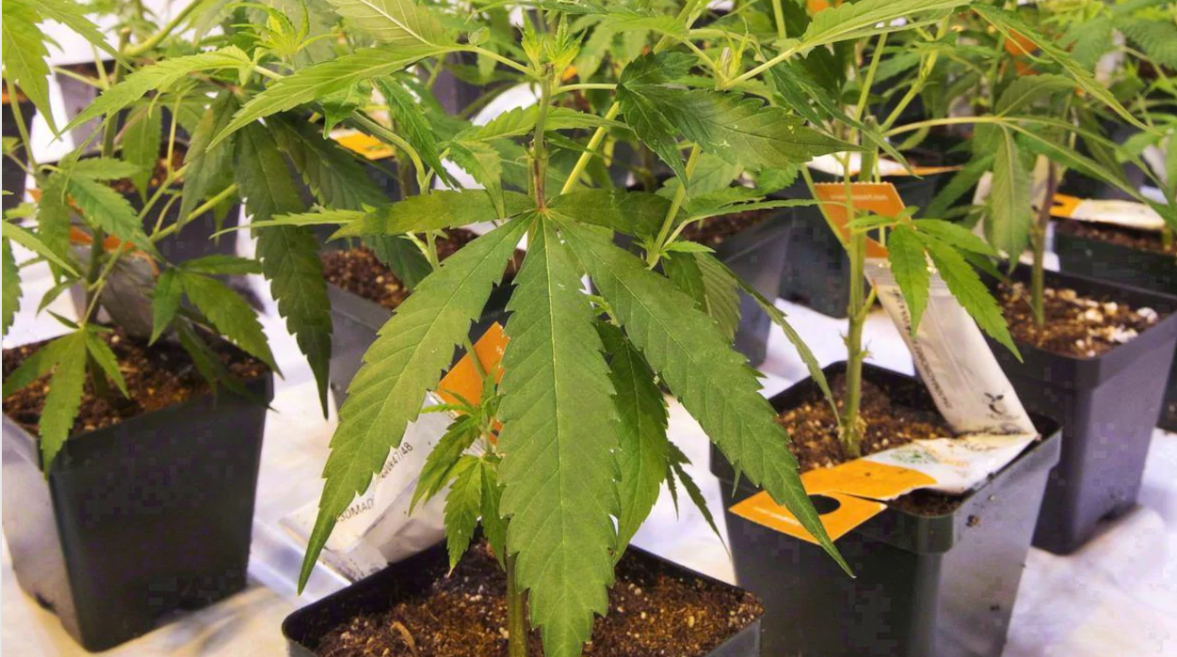 魁北克省禁止在家种大麻，法庭说违反宪法