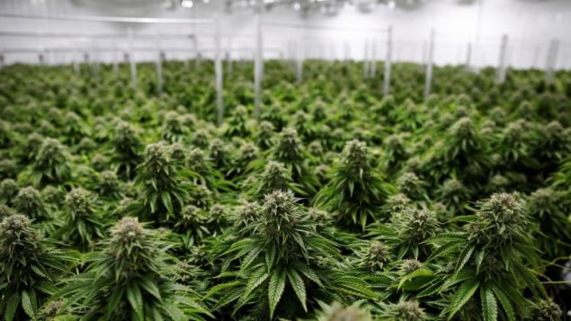 加拿大实行大麻合法化在国际上的负面影响